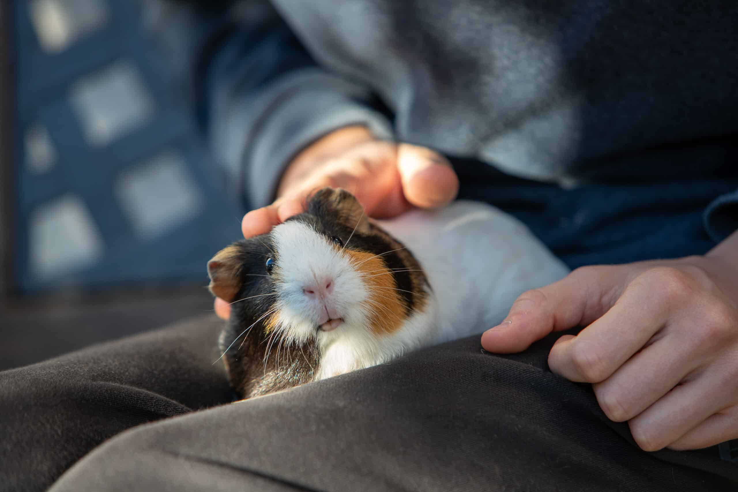 animal de estimação recomendado para pessoas com mais de 60 anos